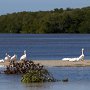 À Sannibel Island, des pélicans blancs. Majestueux.